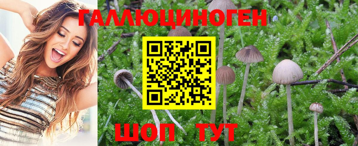 Псилоцибиновые грибы Psilocybine cubensis Светлоград